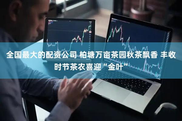 全国最大的配资公司 柏塘万亩茶园秋茶飘香 丰收时节茶农喜迎“金叶”